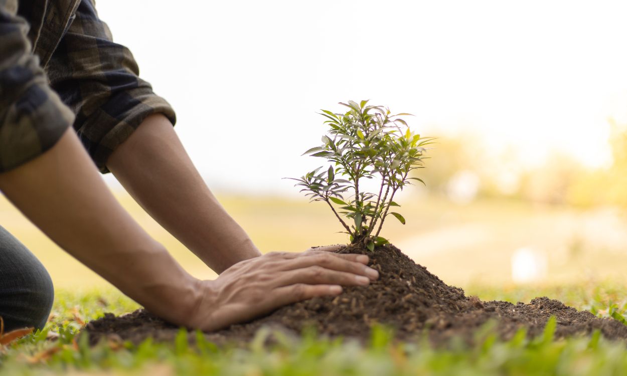 A person planting a tree